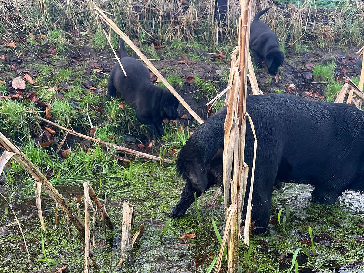 C-Wurf aus Ermland und Masuren / 8 Wochen