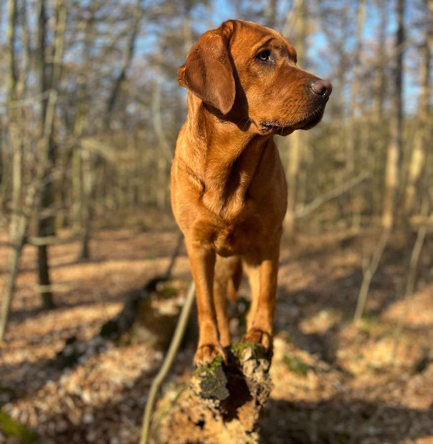 Käthe aus der Dom- und Römerstadt Käthe aus der Dom- und Römerstadt