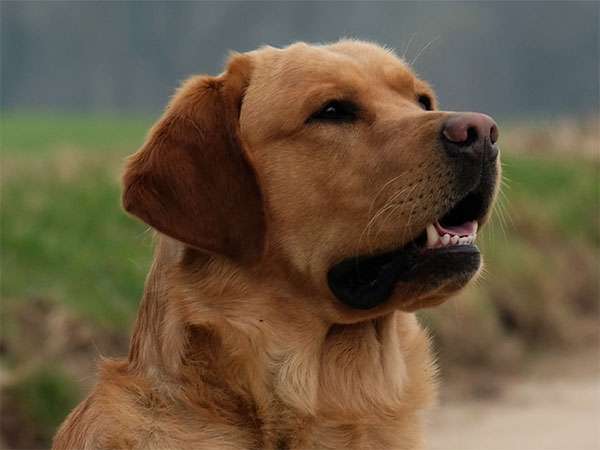 Rubywood Fricco – *Mick*