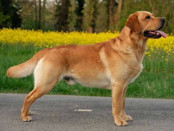 Rubywood Fricco – *Mick*