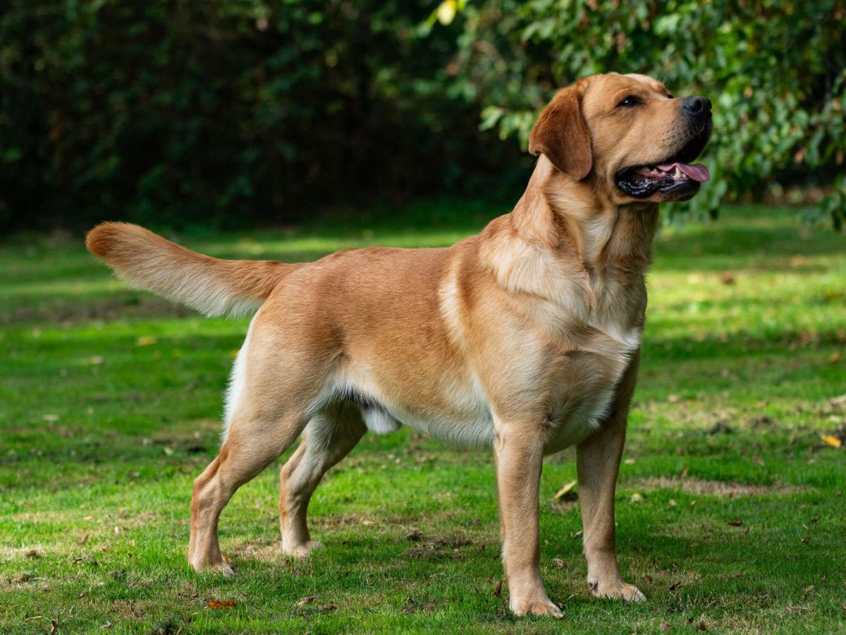 (c)fotoundfell.de Rubywood Fricco – *Mick*