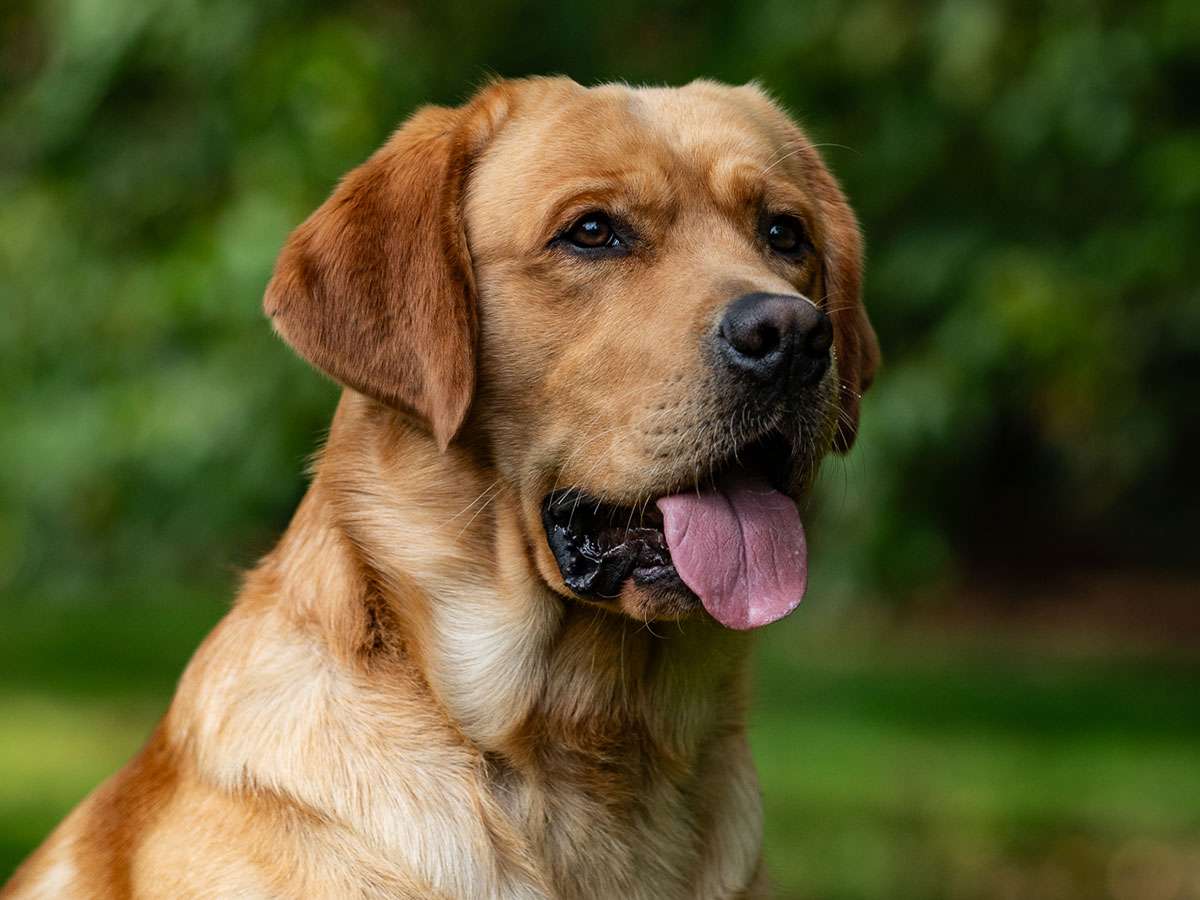 (c)fotoundfell.de Rubywood Fricco – *Mick*