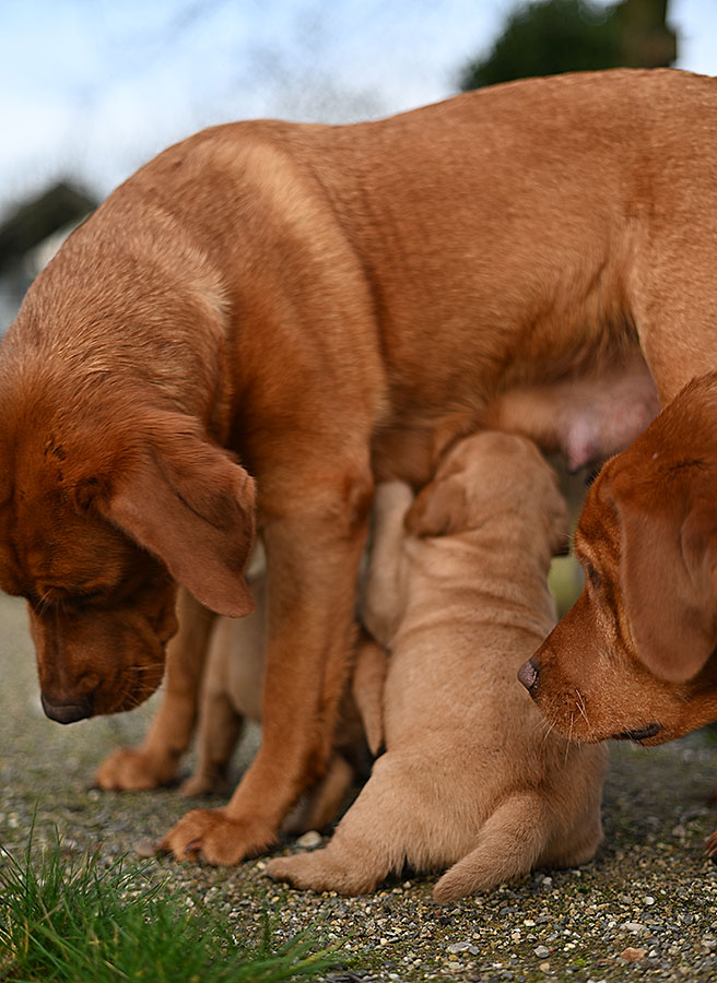 D-ErmlandMasuren_030