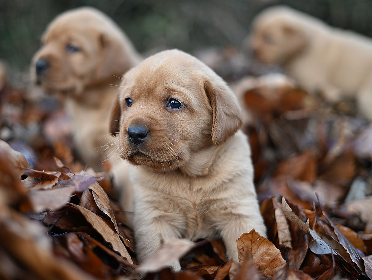 D-ErmlandMasuren_038